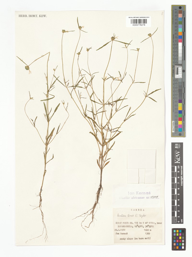 Acrotome tenuis photo 5