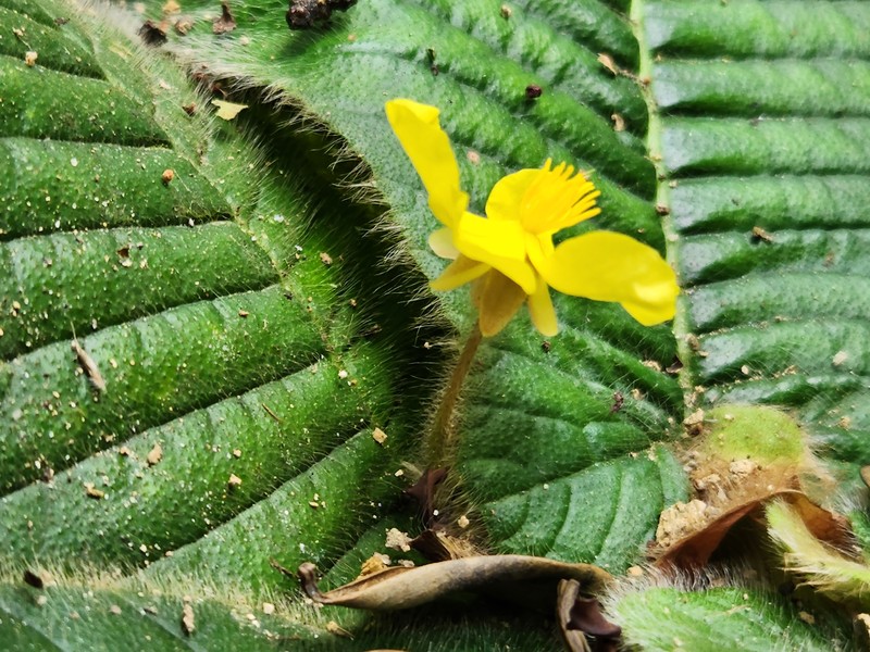 Acrotrema arnottianum