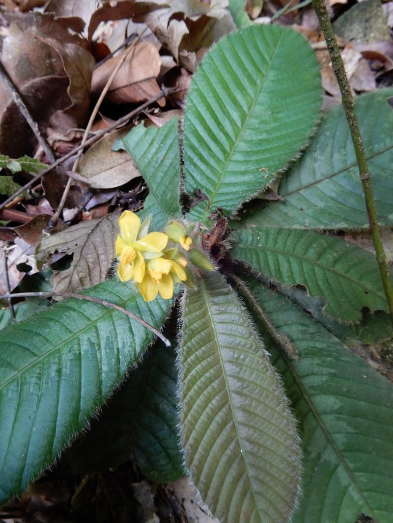 Acrotrema costatum