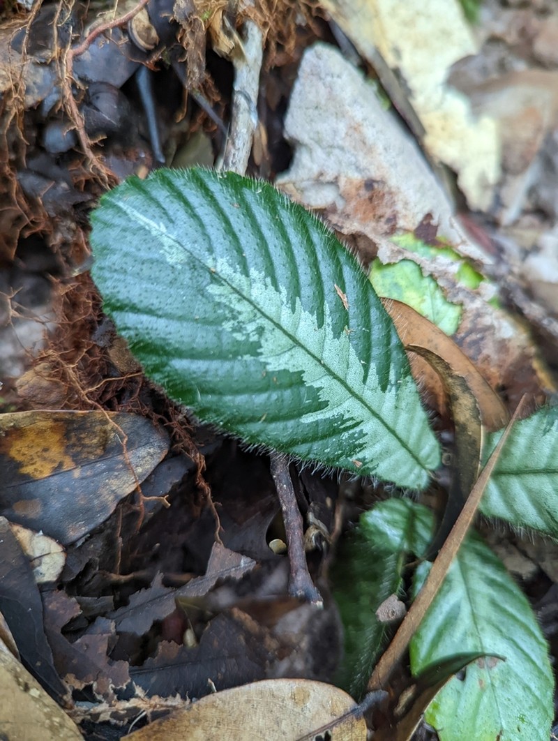 Acrotrema costatum photo 2