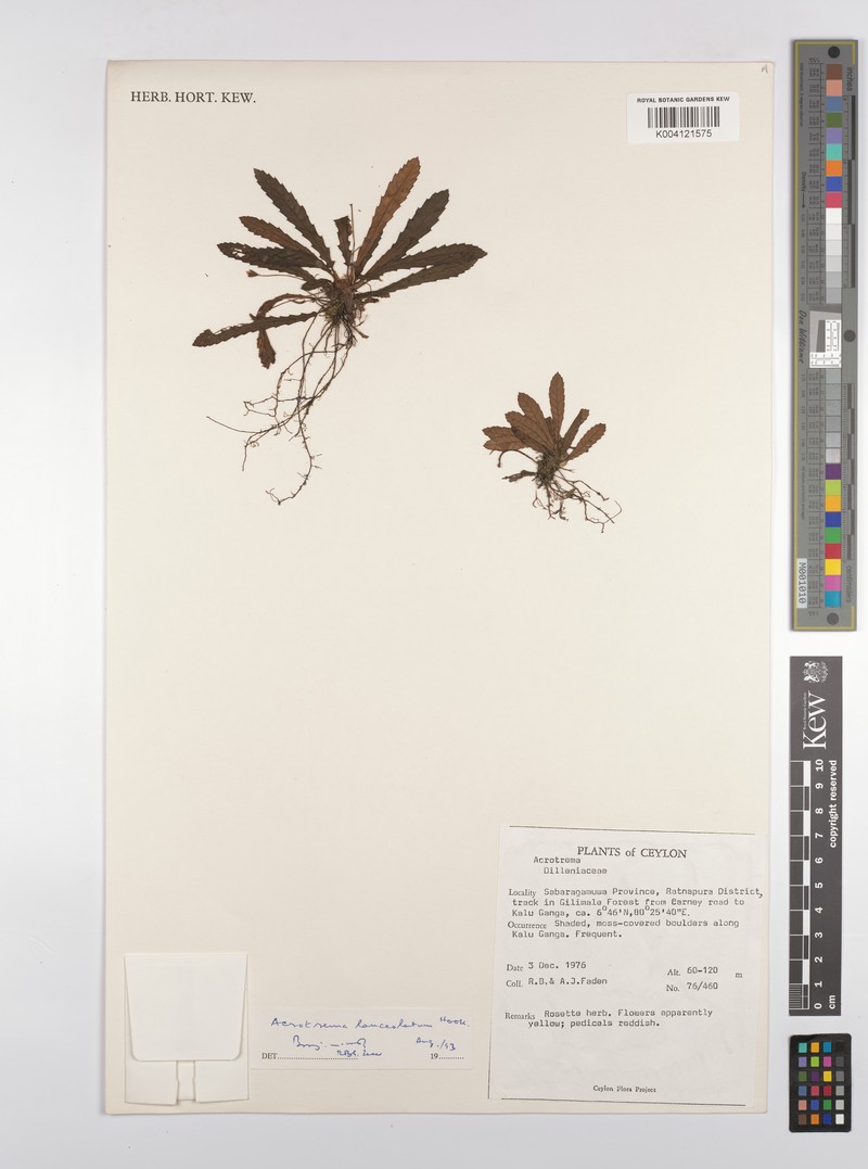 Acrotrema lanceolatum