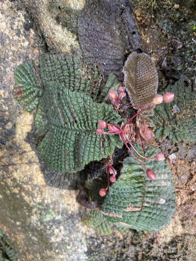 Acrotrema lyratum
