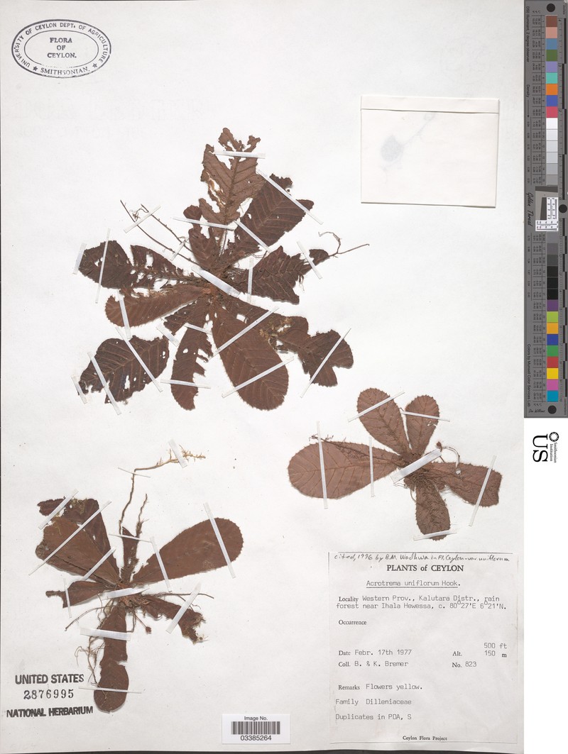 Acrotrema uniflorum var. uniflorum