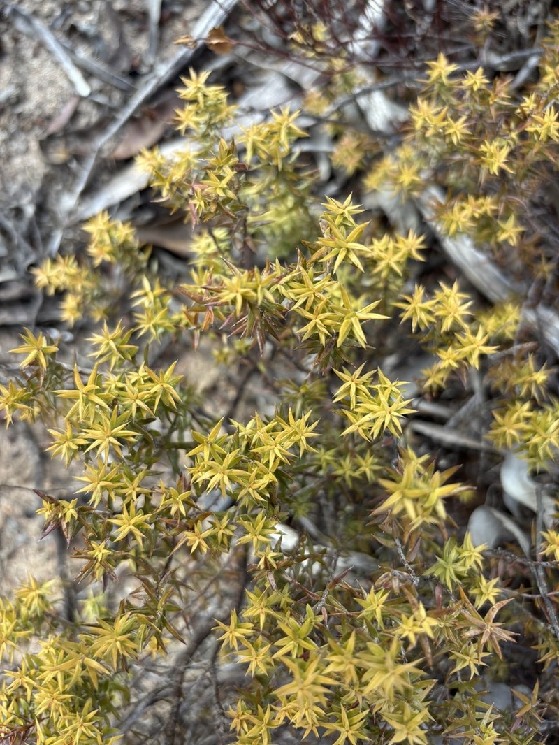 Acrotriche affinis photo 3