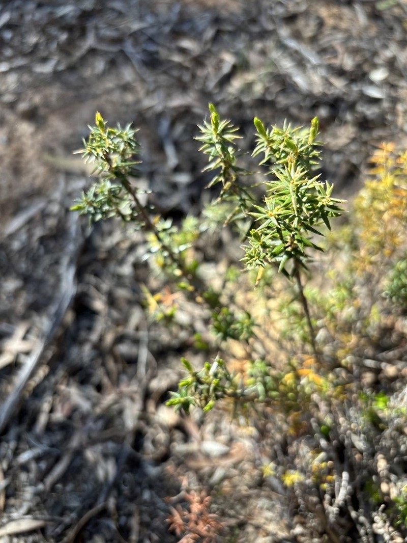 Acrotriche affinis photo 5