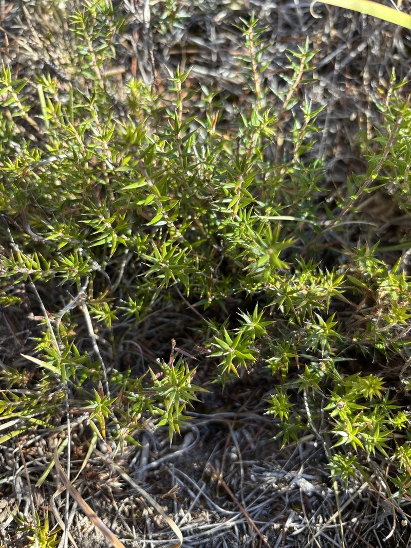 Acrotriche affinis photo 6