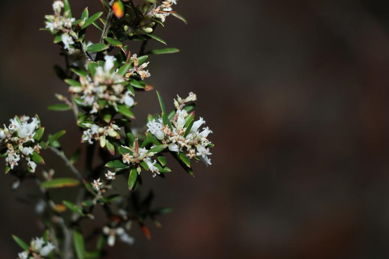 Acrotriche aggregata