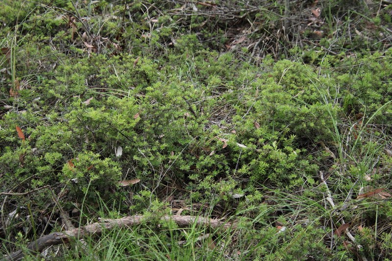 Acrotriche aggregata photo 2