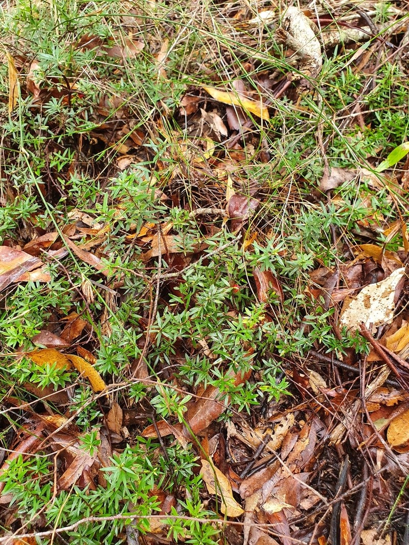 Acrotriche aggregata photo 3