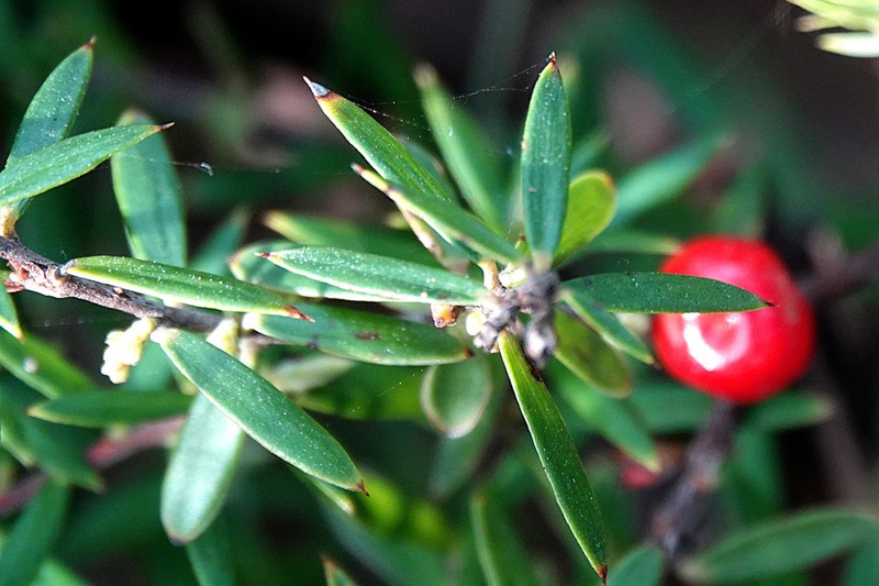 Acrotriche aggregata photo 4