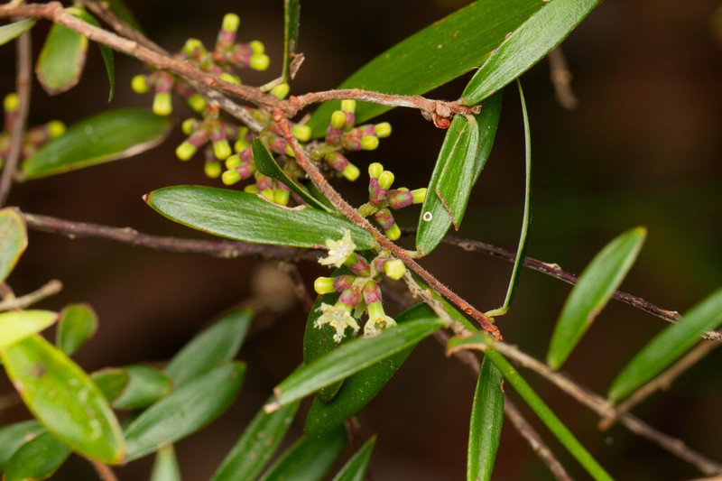 Acrotriche aggregata photo 5