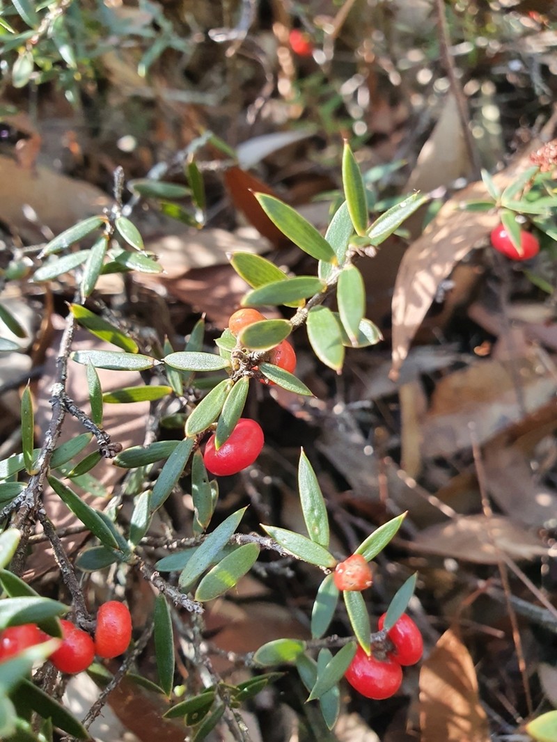 Acrotriche aggregata photo 6
