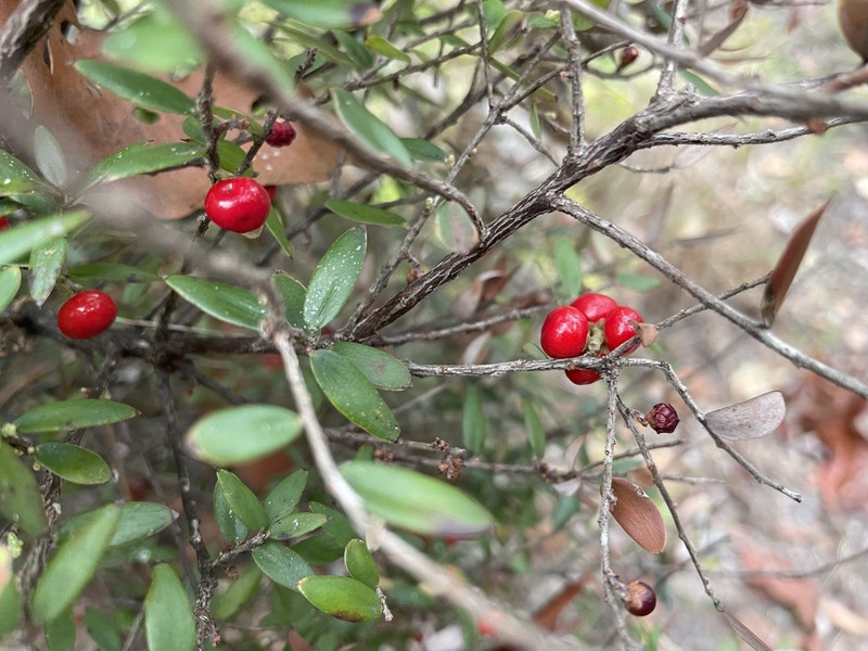 Acrotriche aggregata photo 7