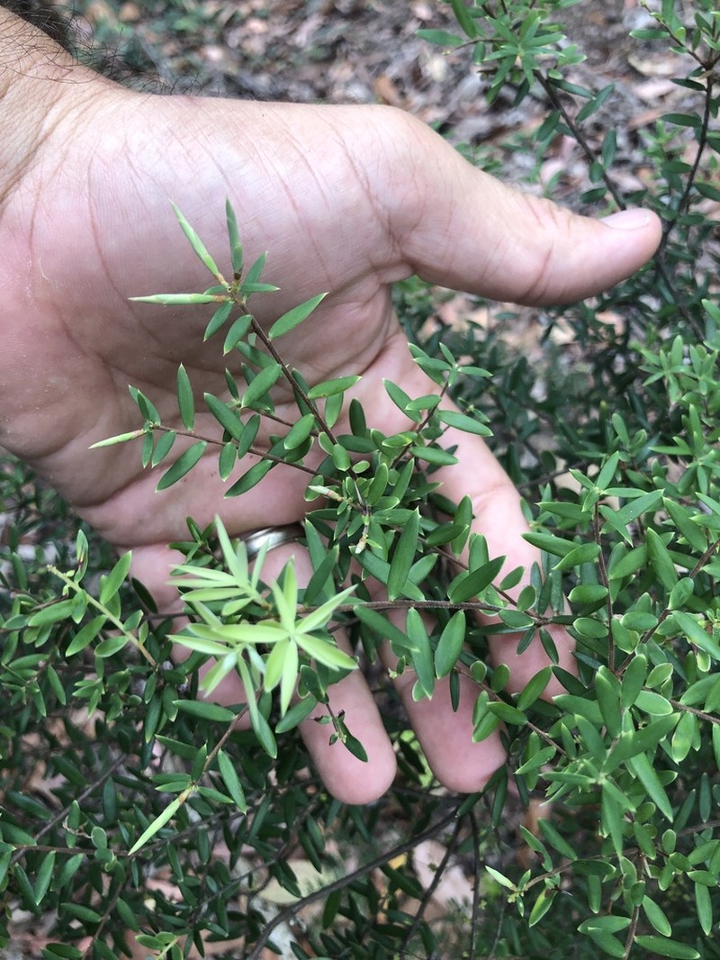 Acrotriche aggregata photo 8