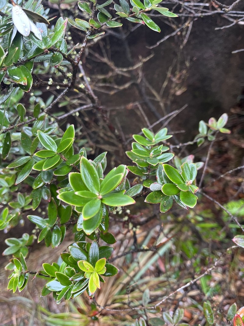 Acrotriche baileyana photo 2