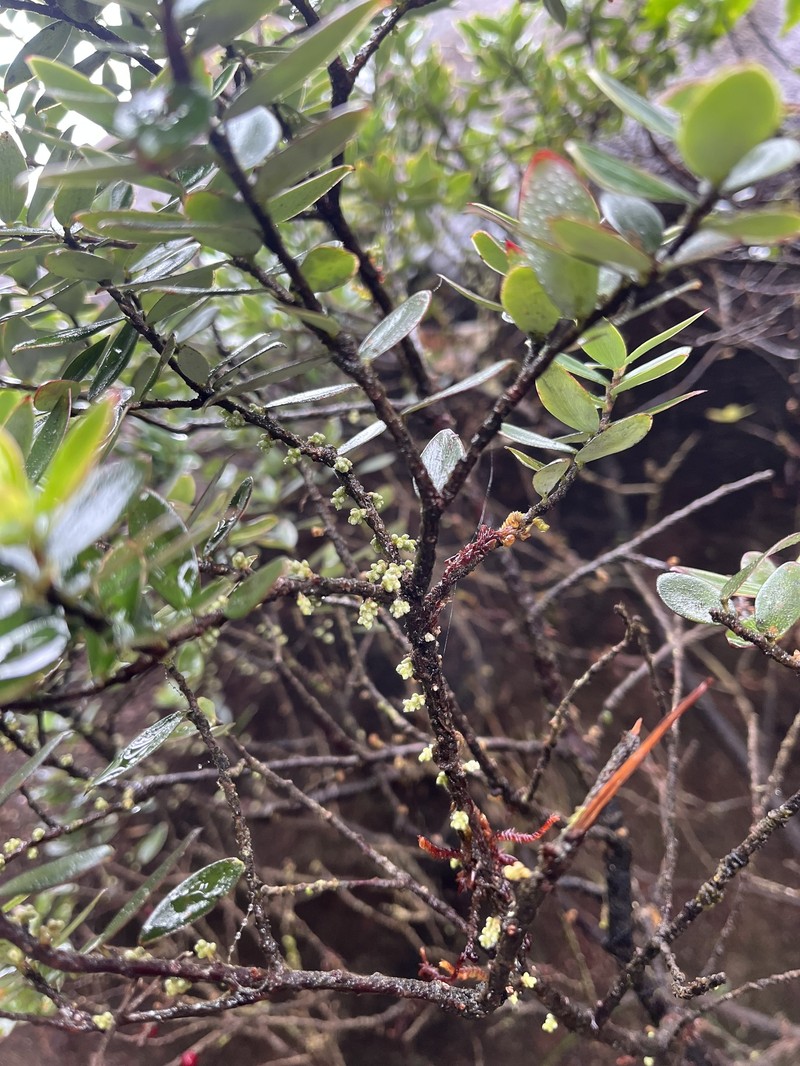 Acrotriche baileyana photo 3