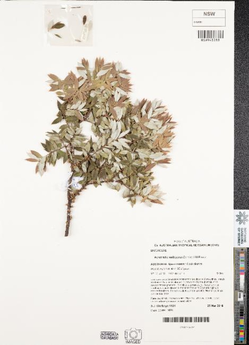 Acrotriche baileyana photo 4