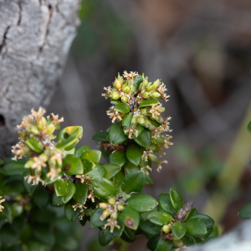 Acrotriche cordata