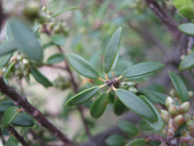 Acrotriche cordata photo 2