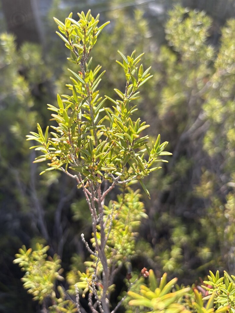 Acrotriche cordata photo 4