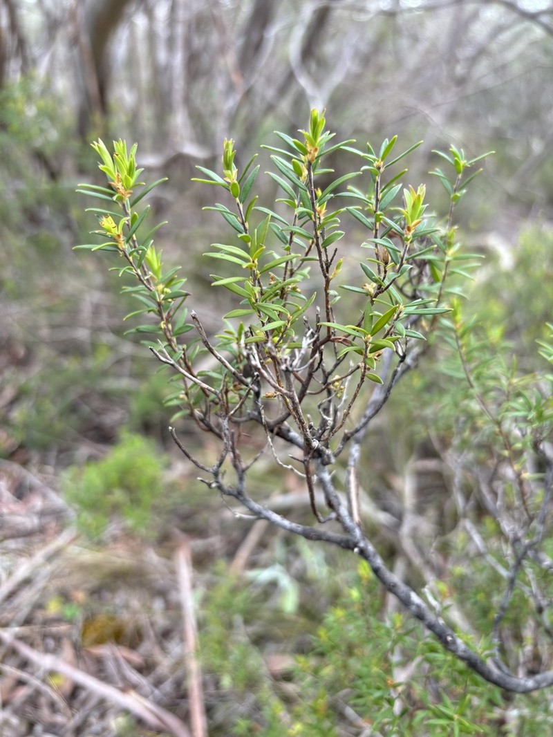 Acrotriche cordata photo 5
