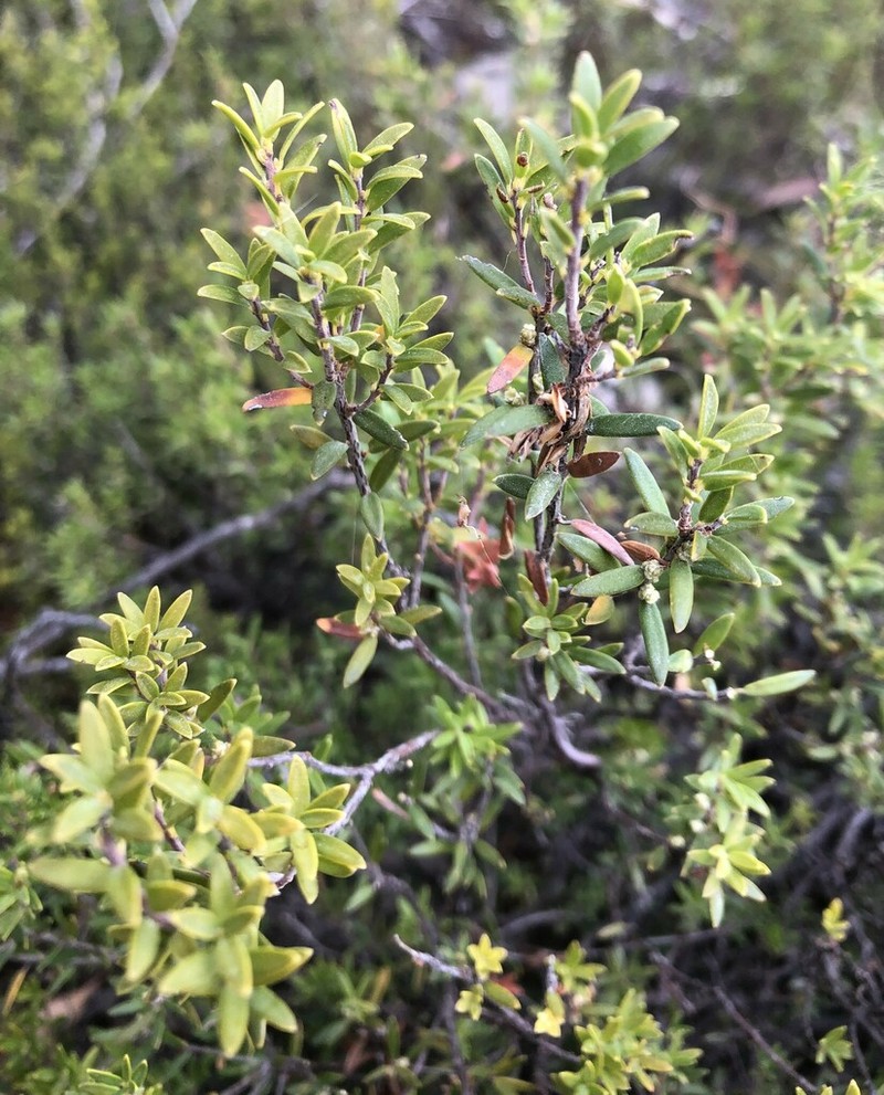 Acrotriche cordata photo 6
