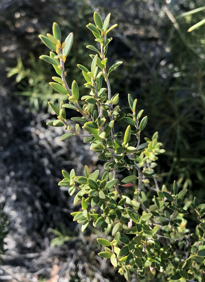 Acrotriche cordata photo 8