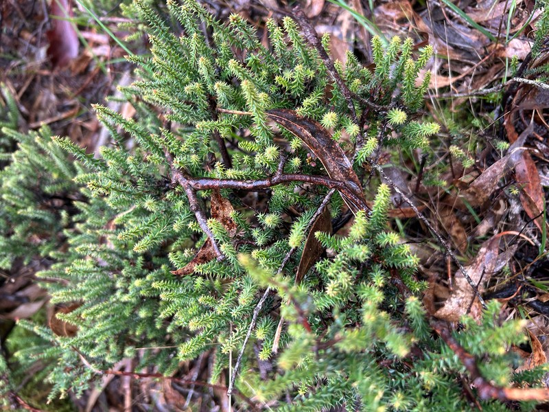 Acrotriche depressa photo 3