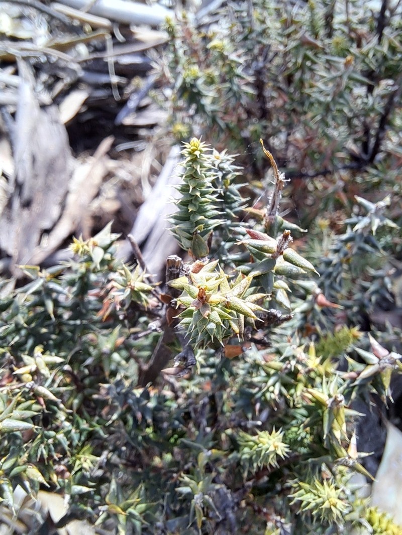 Acrotriche depressa photo 8