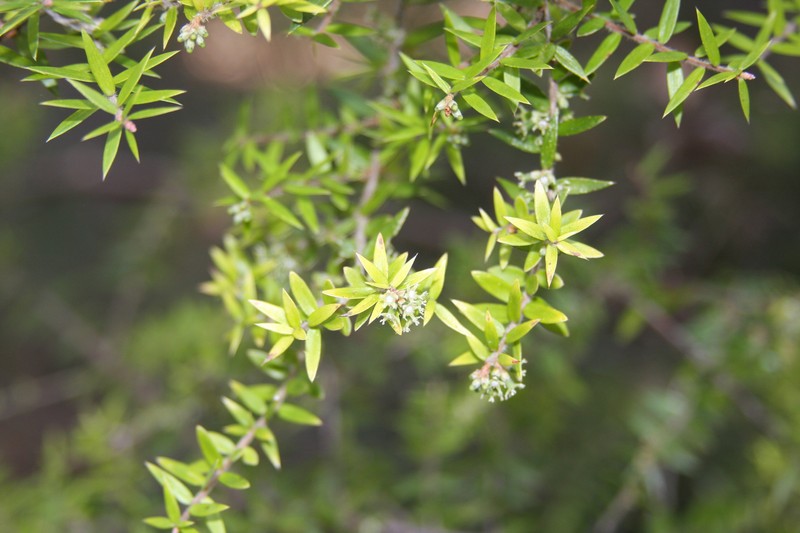 Acrotriche divaricata