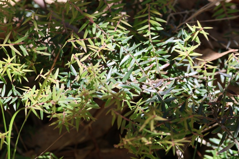 Acrotriche divaricata photo 2