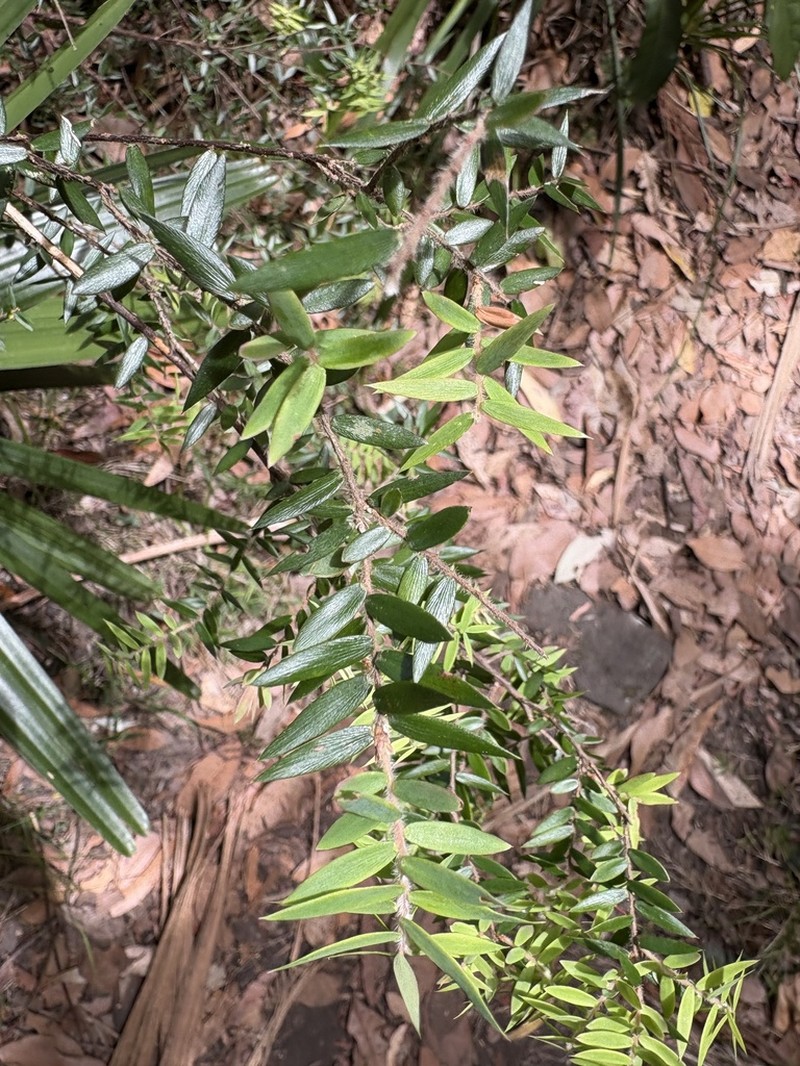 Acrotriche divaricata photo 3