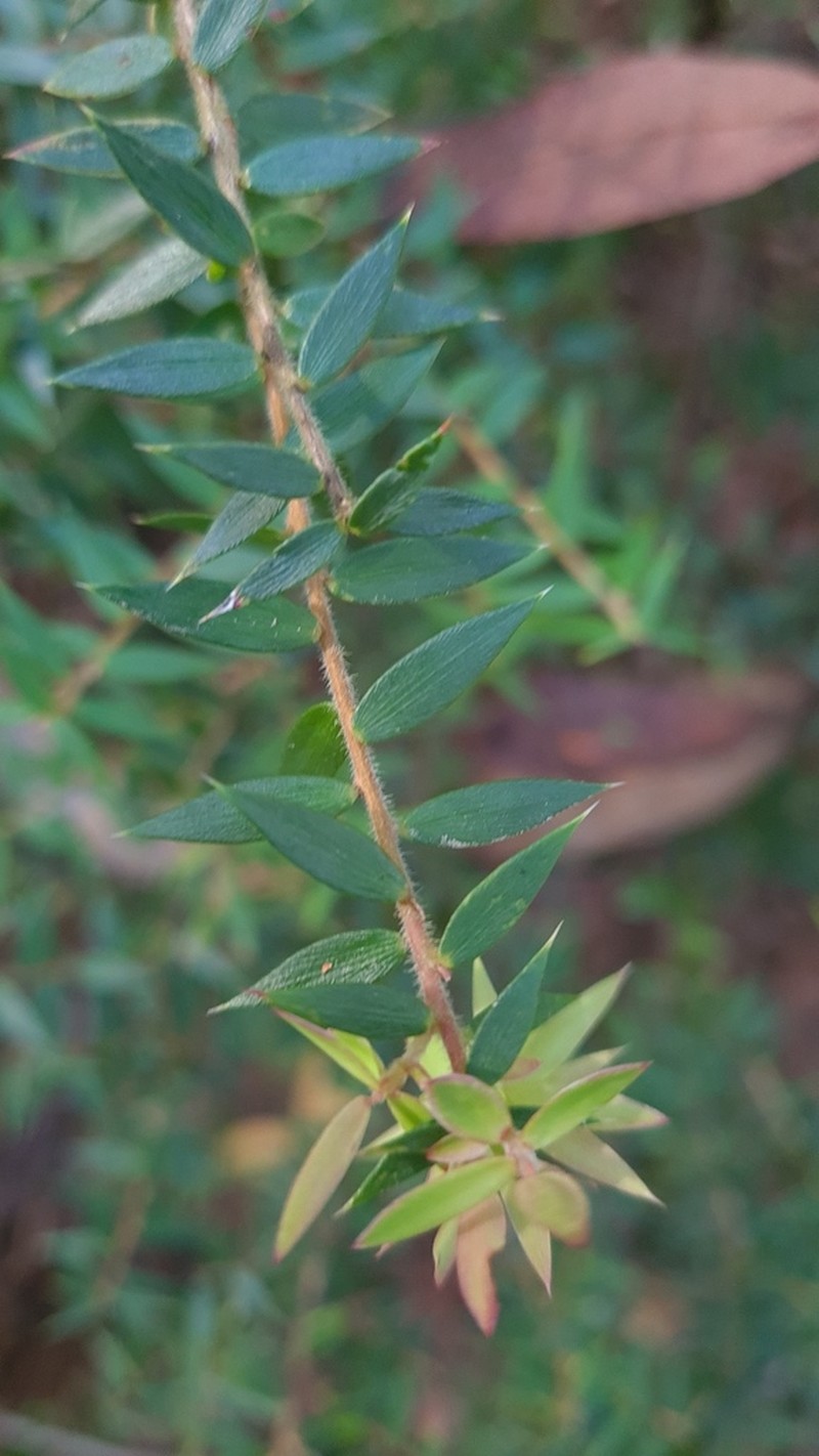 Acrotriche divaricata photo 4