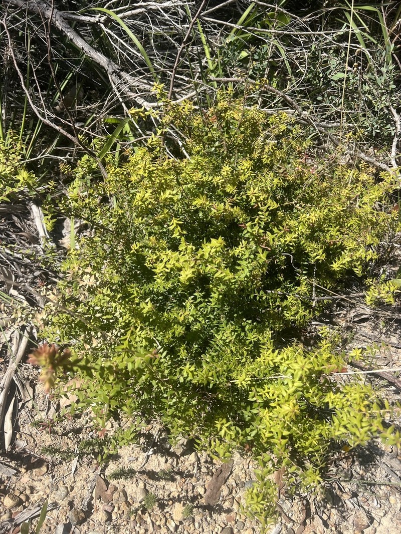 Acrotriche divaricata photo 5