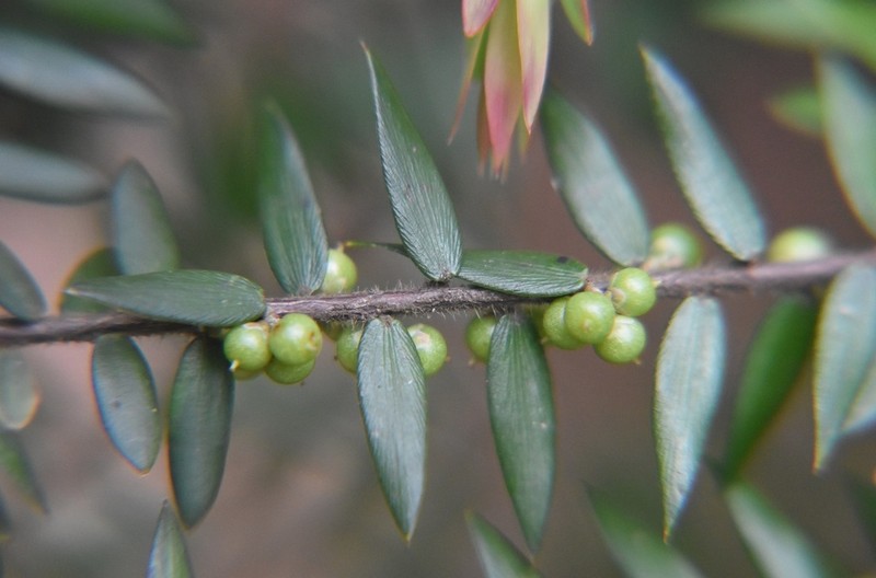 Acrotriche divaricata photo 6
