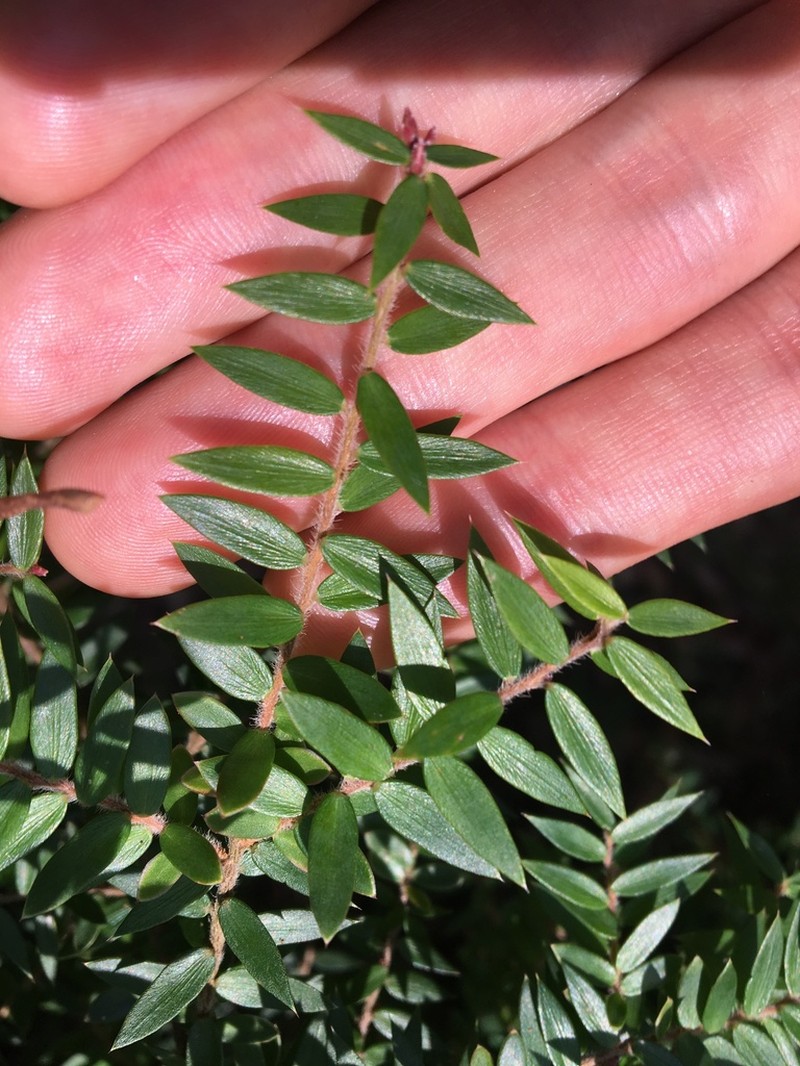 Acrotriche divaricata photo 7