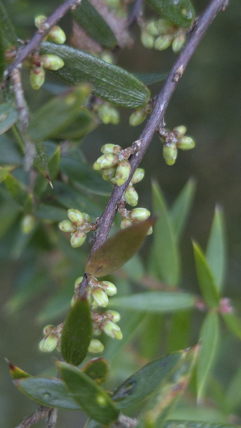 Acrotriche divaricata photo 8