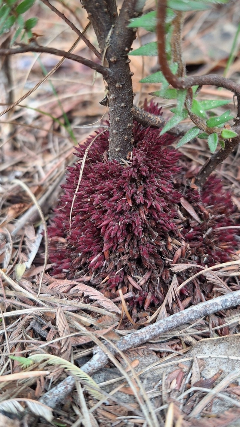 Acrotriche fasciculiflora