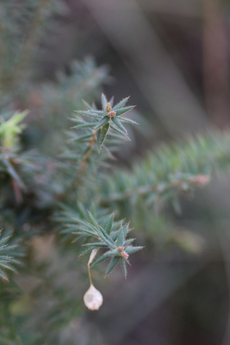 Acrotriche fasciculiflora photo 2