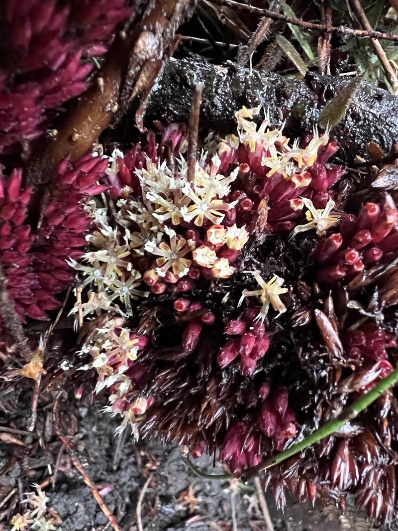 Acrotriche fasciculiflora photo 3