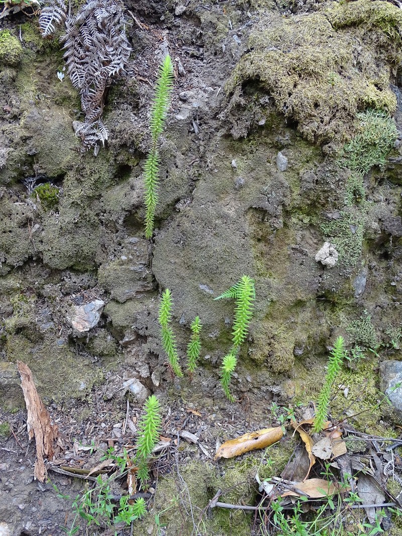 Acrotriche fasciculiflora photo 4
