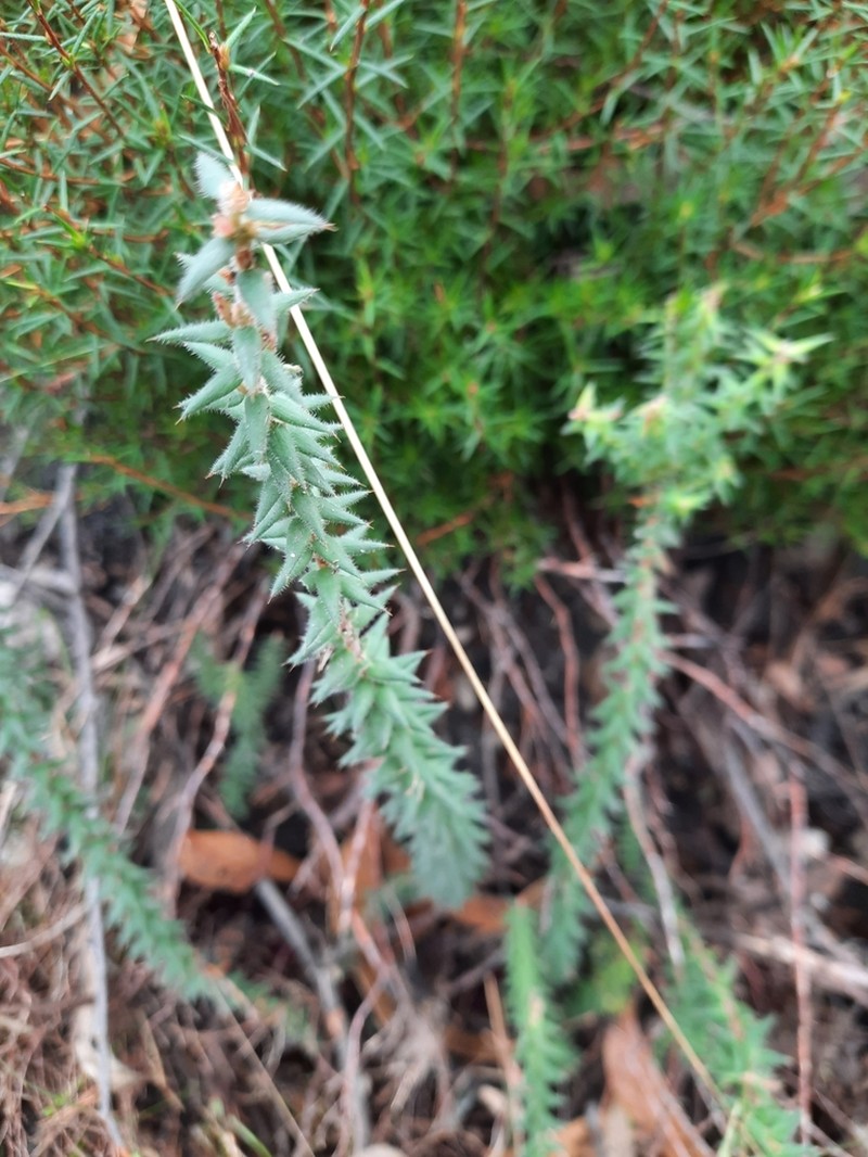 Acrotriche fasciculiflora photo 5