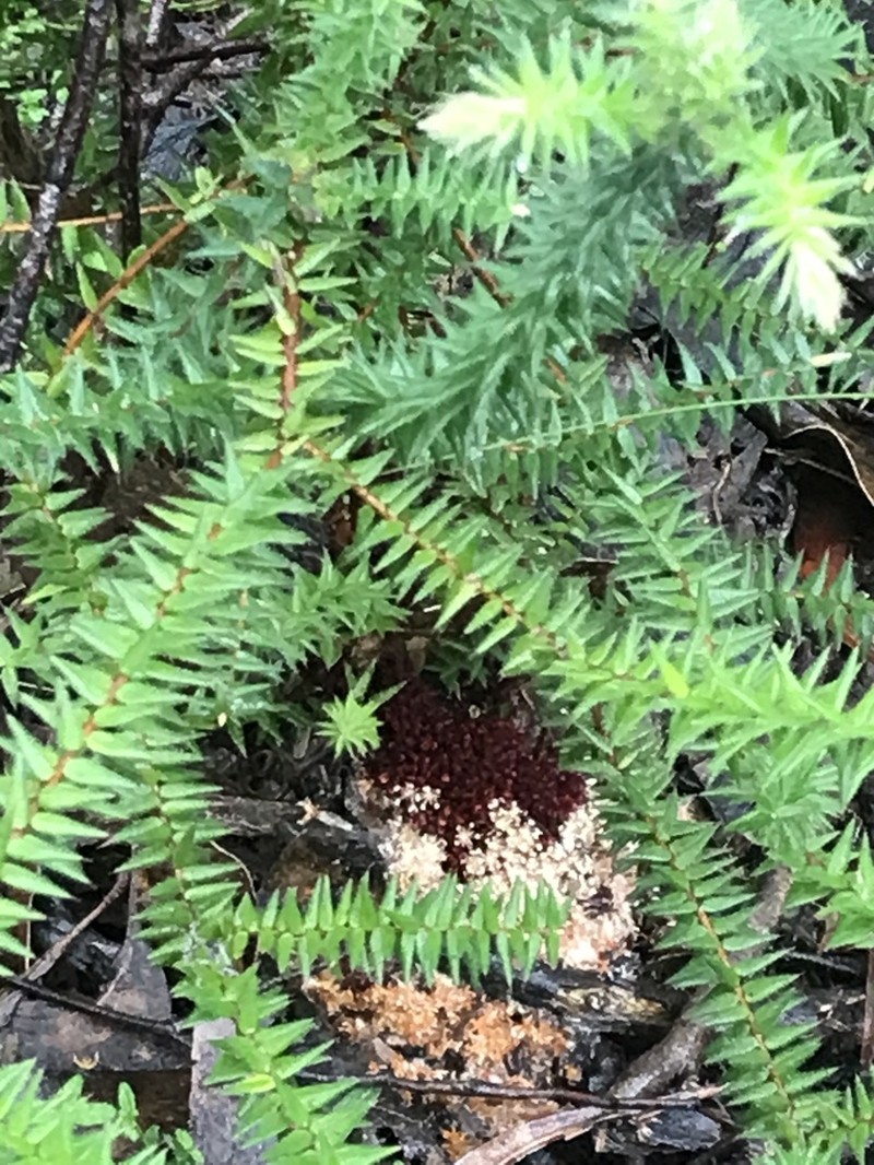 Acrotriche fasciculiflora photo 6