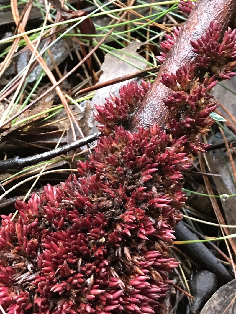 Acrotriche fasciculiflora photo 8