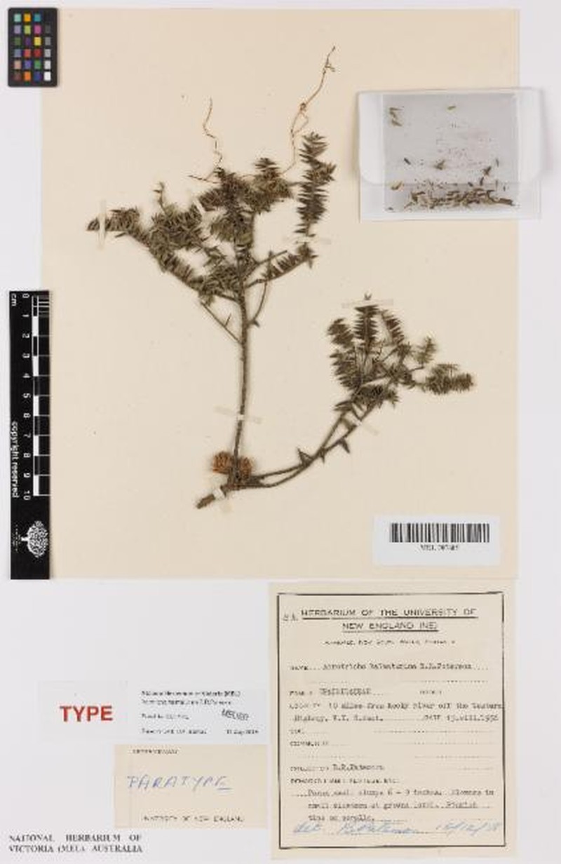 Acrotriche halmaturina photo 2