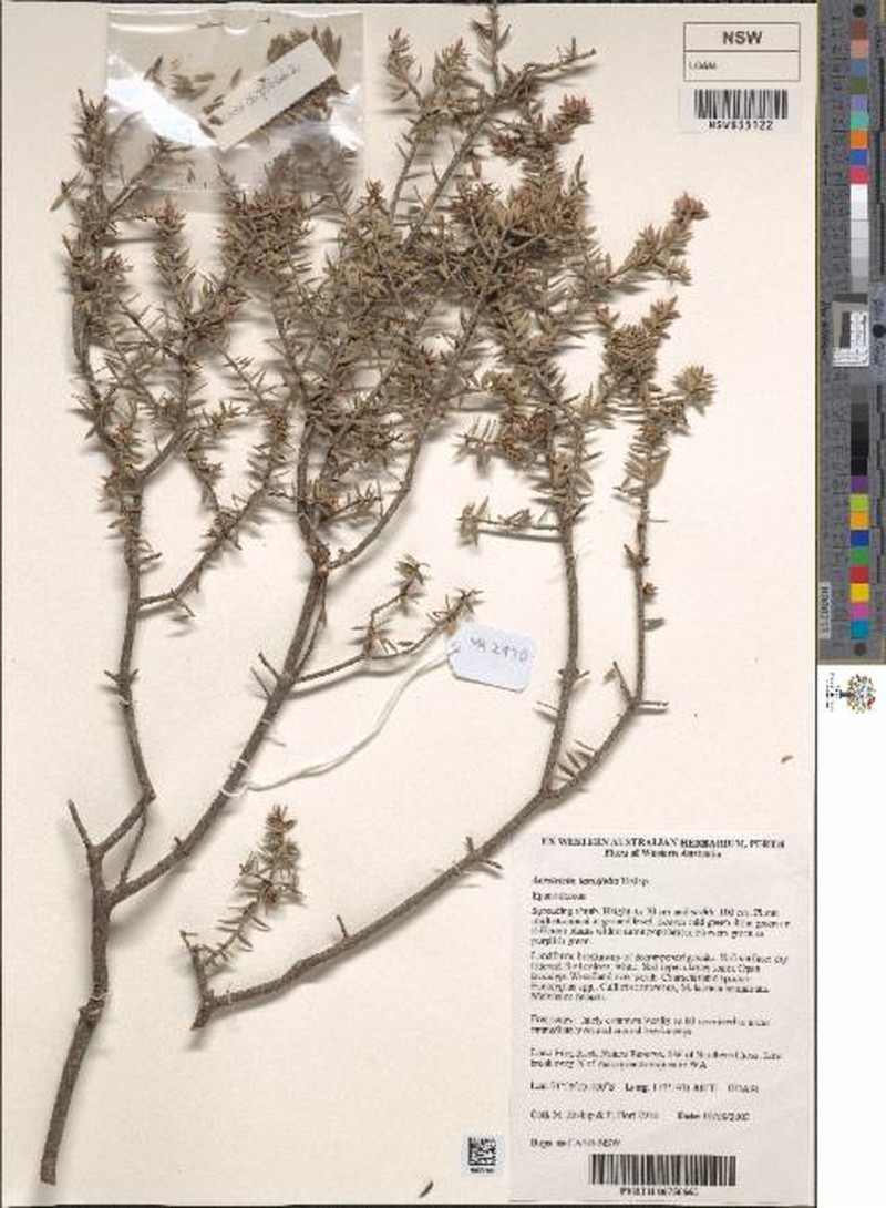 Acrotriche lancifolia