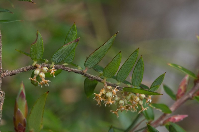 Acrotriche leucocarpa