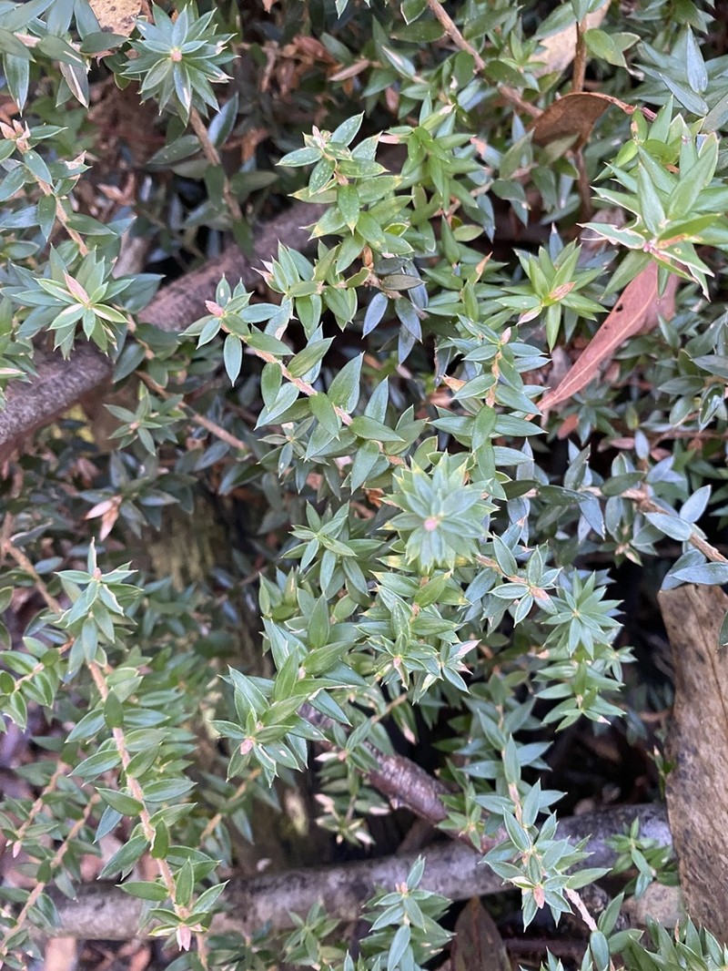 Acrotriche leucocarpa photo 2
