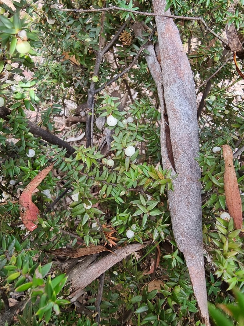 Acrotriche leucocarpa photo 3