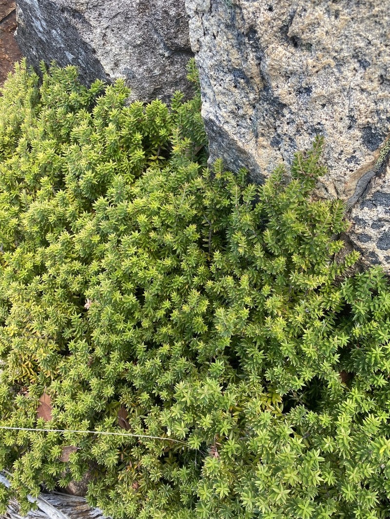 Acrotriche leucocarpa photo 4